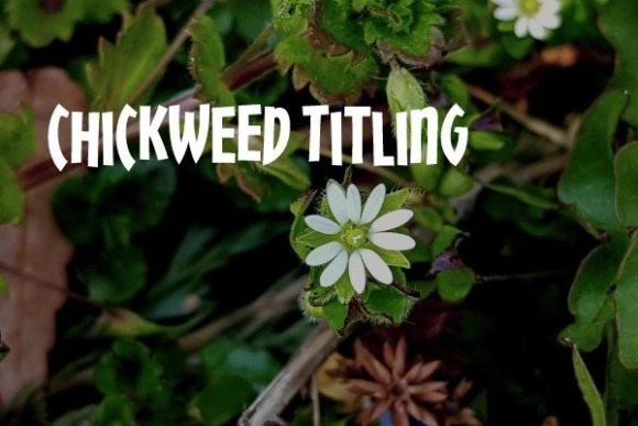 Chickweed Titling Font: A Casual Display Typeface for Editorial Headlines